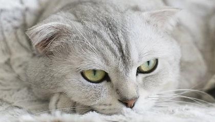 九游体育娱乐官网-赛前采访Knight：把之前犯的失误多改进，因为之前打得实在是太差了